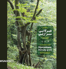 پوستر نمایشگاه عکس «ثبت جهانی جنگل های هیرکانی» رونمایی شد