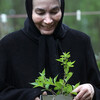 پروانه معصومی