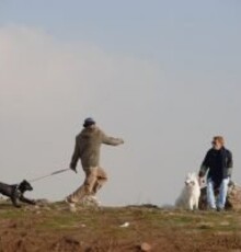 «دو سگ» به تهیه‌کنندگی نوید محمدزاده به جشنواره ورشو می‌رود