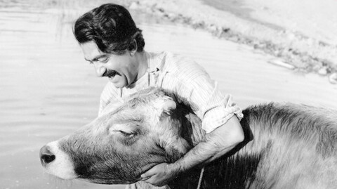 پخش نسخه ترمیم‌شده فیلم «گاو» در شبکه نمایش