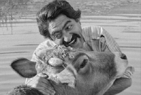انتشار اسناد فیلم «گاو»