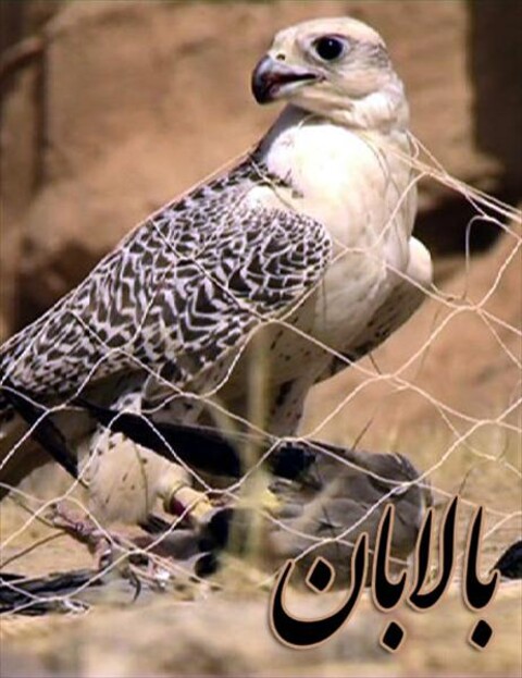 بالابان  
