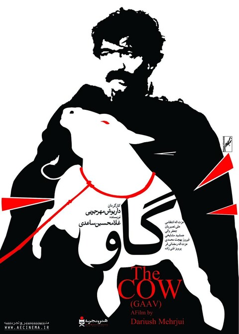 گاو  